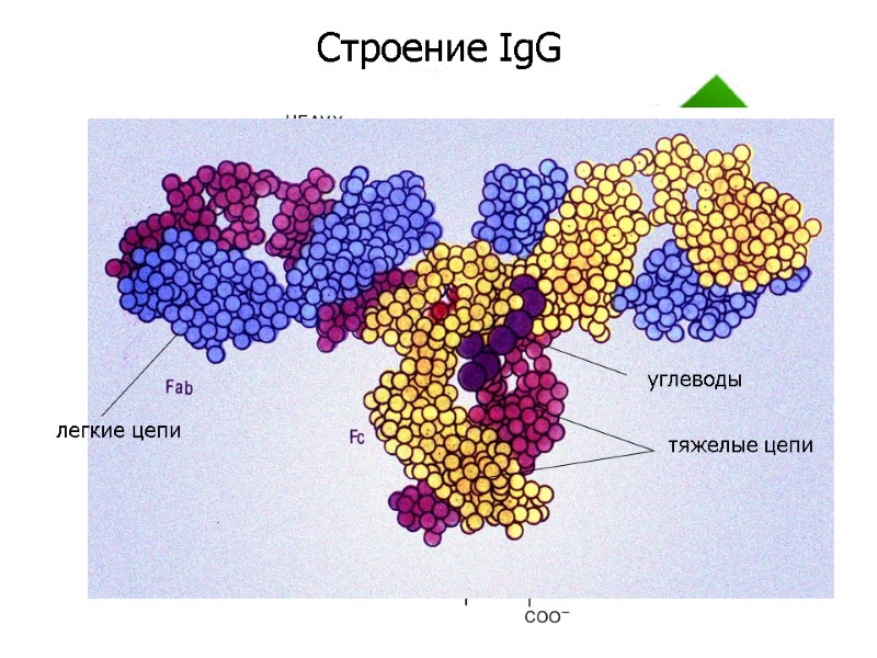 Строение IgG легкие цепи тяжелые цепи  углеводы